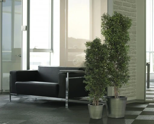 Arbuste Tenuifolium slim vert  en 130 cm + pot